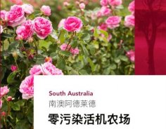 澳洲高端美妝品牌Jurlique茱莉蔻，成功入駐圣悅詩國際連鎖系統(tǒng)